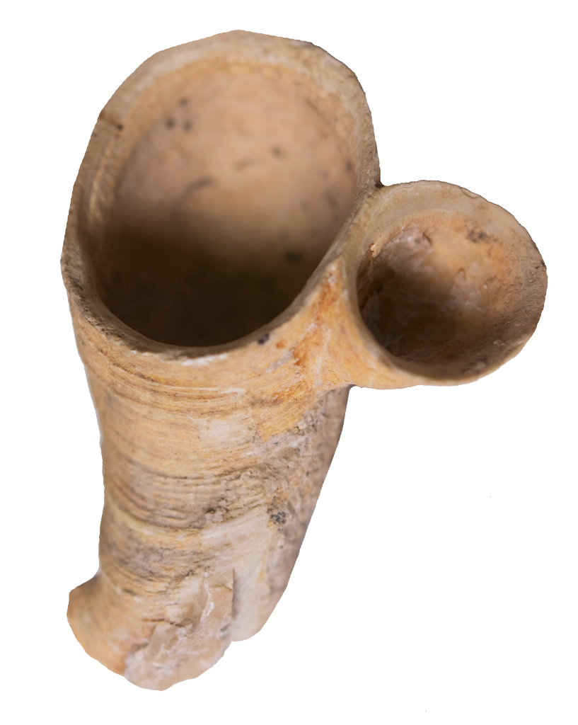 rothpletzia_rudista.png